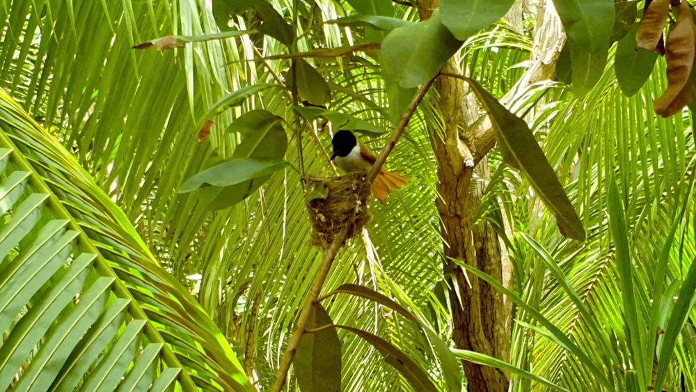 Paradiesvogel Seychellen