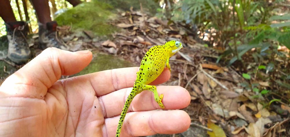Chamäleon Seychellen