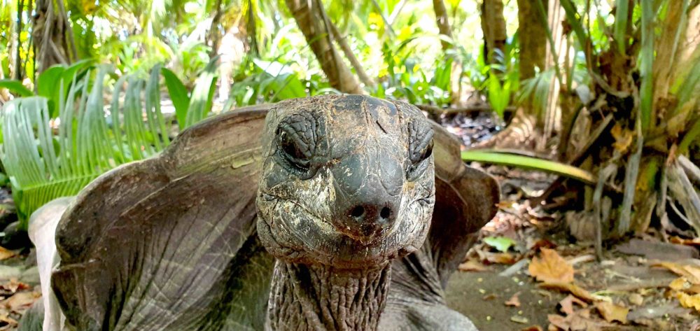 Schildkröte Grand Barbe