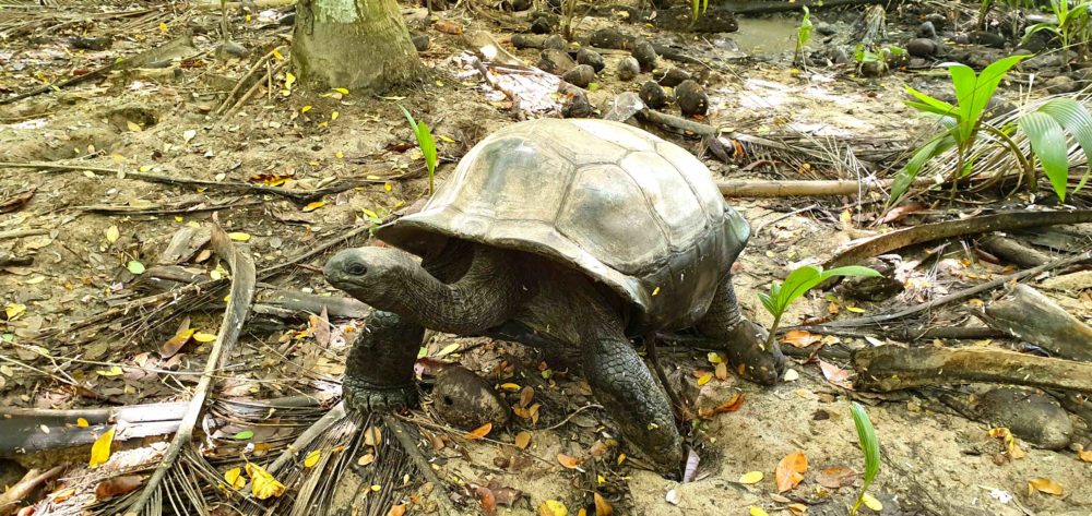 Schildkröte Grand Barbe