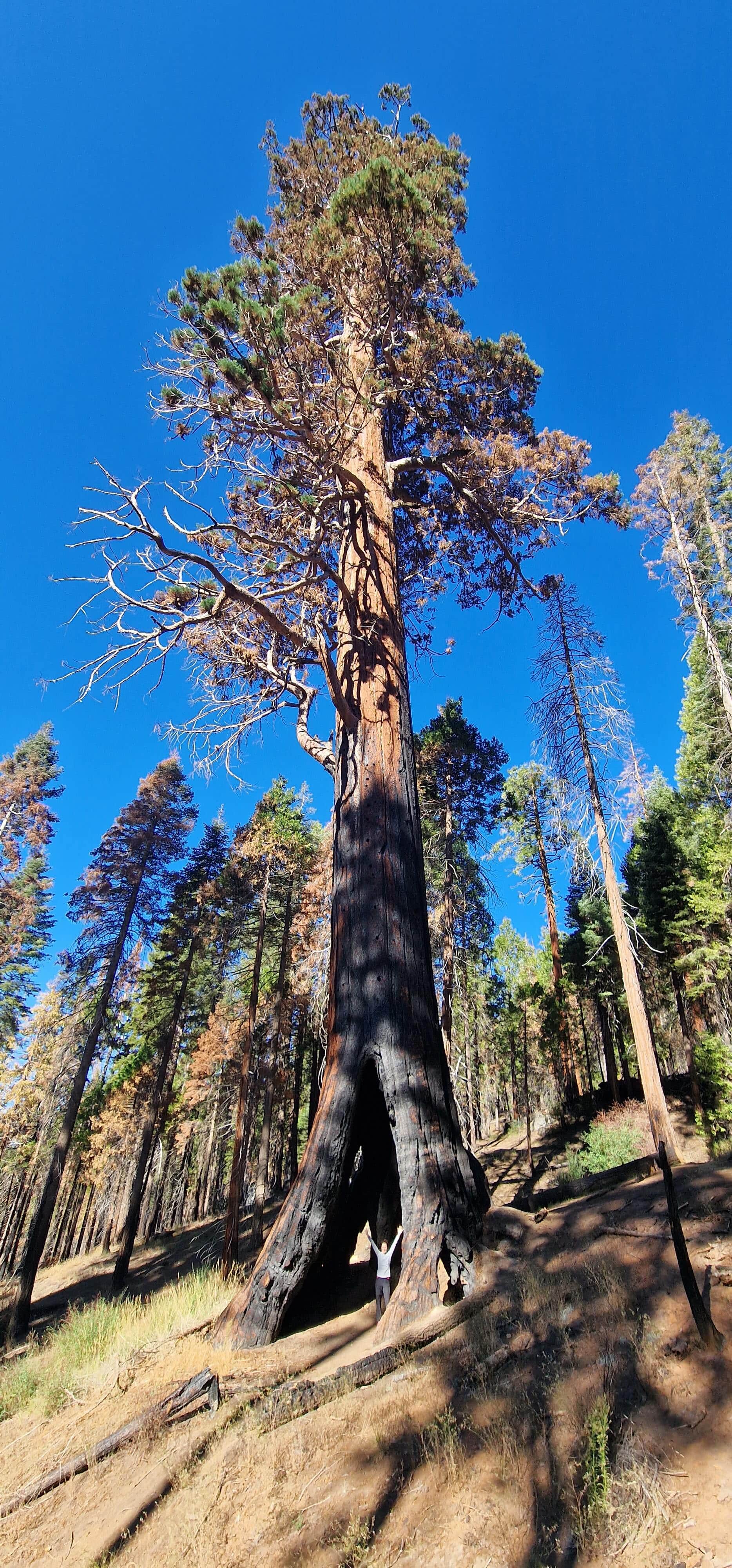 Sequoia Mammutbaum - Wer entdeckt Nicole?