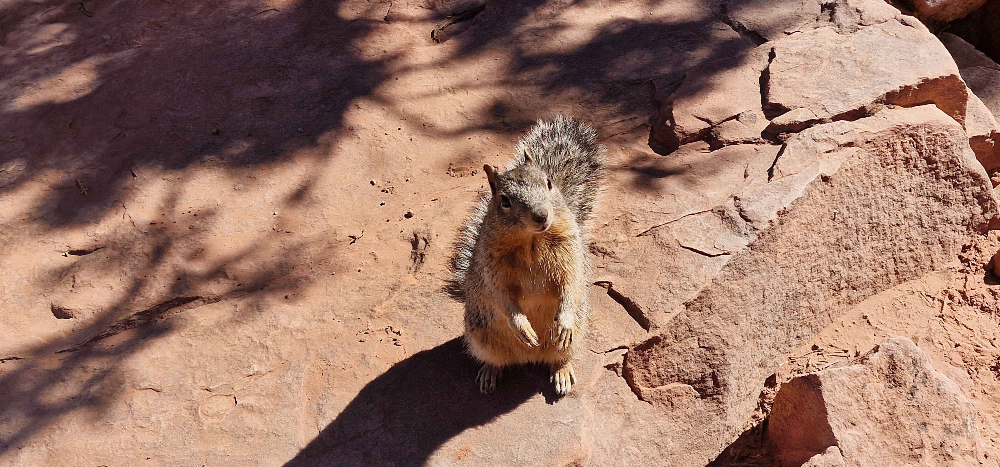 Hoernchen Grand Canyon
